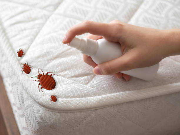 Best Flea Control Services  in Mount Zion, IL